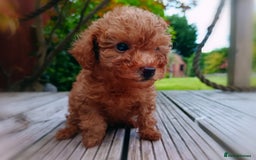 Toy Poodle dogs for sale: Toy Poodles from k.c.registered DNA tested parents - Image 17