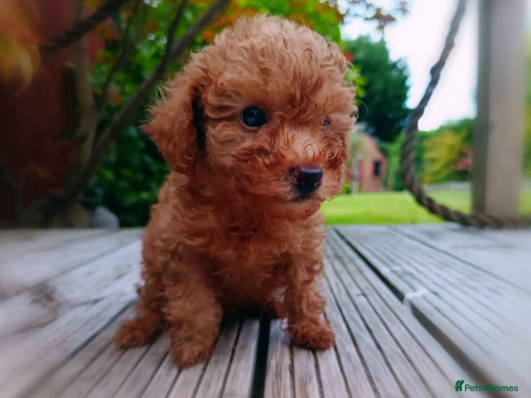 Toy Poodle dogs for sale: Toy Poodles from k.c.registered DNA tested parents - Image 17