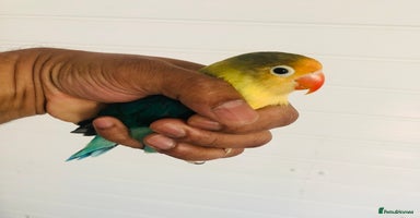 Lovebirds birds - Advert 10