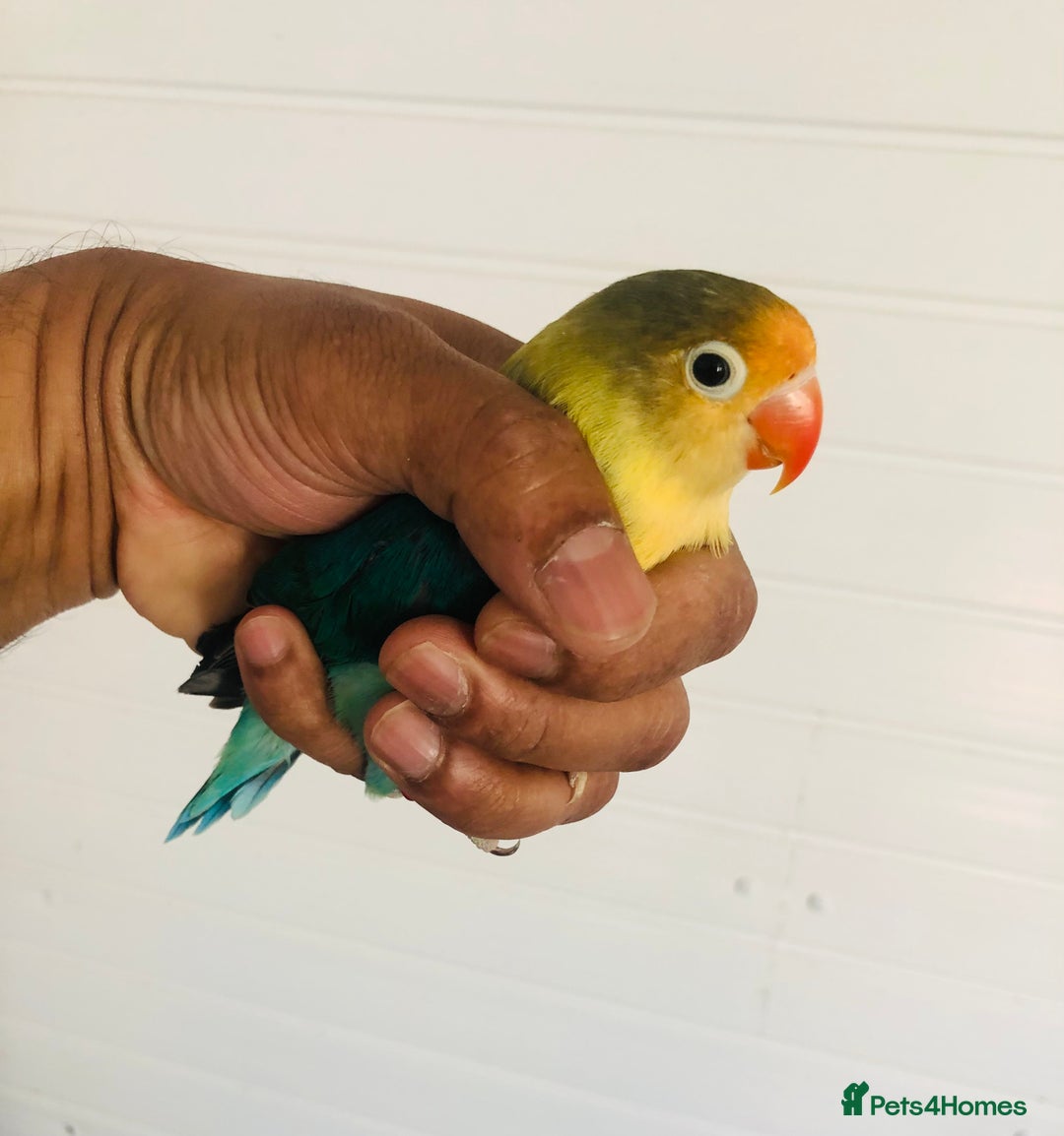 Lovebirds birds for sale: Beautiful lovebirds for sale. - Image 3