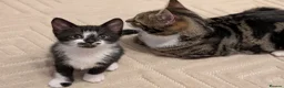 Mixed Breed cats for sale: Adorable kittens available  - Advert 17