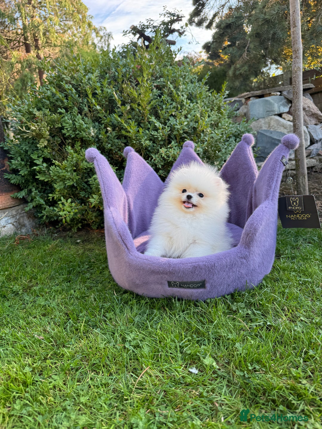 Pomeranian dogs for sale: SUPER TINY ICE WHITE POMERANIAN BOY - Image 15