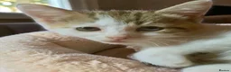 Mixed Breed cats for sale: Kittens looking for forever Homes - Advert 17