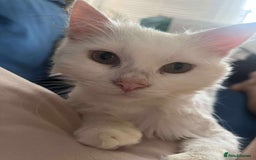 Mixed Breed cats for adoption: 🍀Monty🍀 for adoption, fostered in FLEET - Image 1