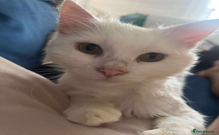 Mixed Breed cats - Advert 18
