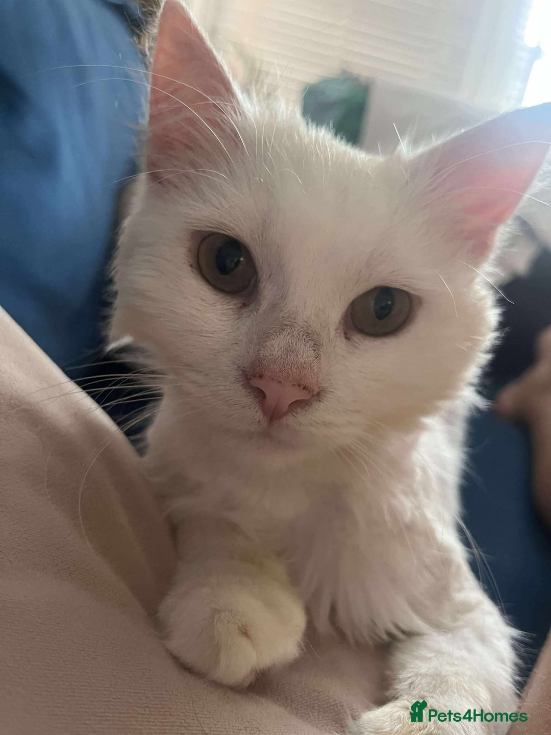 Mixed Breed cats for adoption: 🍀Monty🍀 for adoption, fostered in FLEET - Image 1