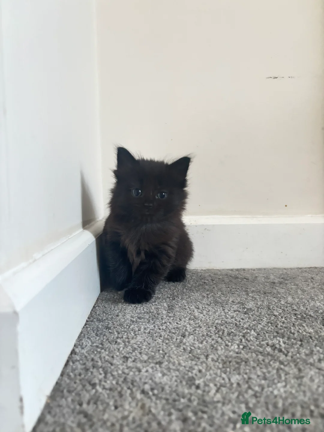 British Shorthair cats for sale: 4 Fluffy kittens  in Newport - Advert 1