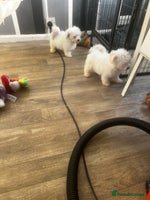 Maltipoo dogs - Advert 8