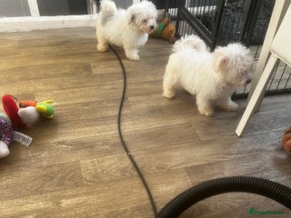 Maltipoo dogs - Advert 13