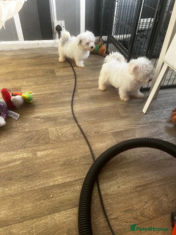 Maltipoo dogs - Advert 15