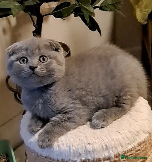 British Shorthair cats ONE KITTEN FOLD EARS IS AVAILABLE  - Advert 4