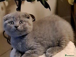 British Shorthair cats ONE KITTEN FOLD EARS IS AVAILABLE - Advert 1