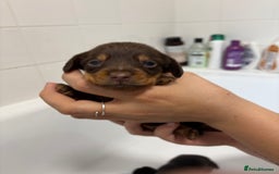 Mixed Breed dogs for sale: Dorkie puppies - Image 15