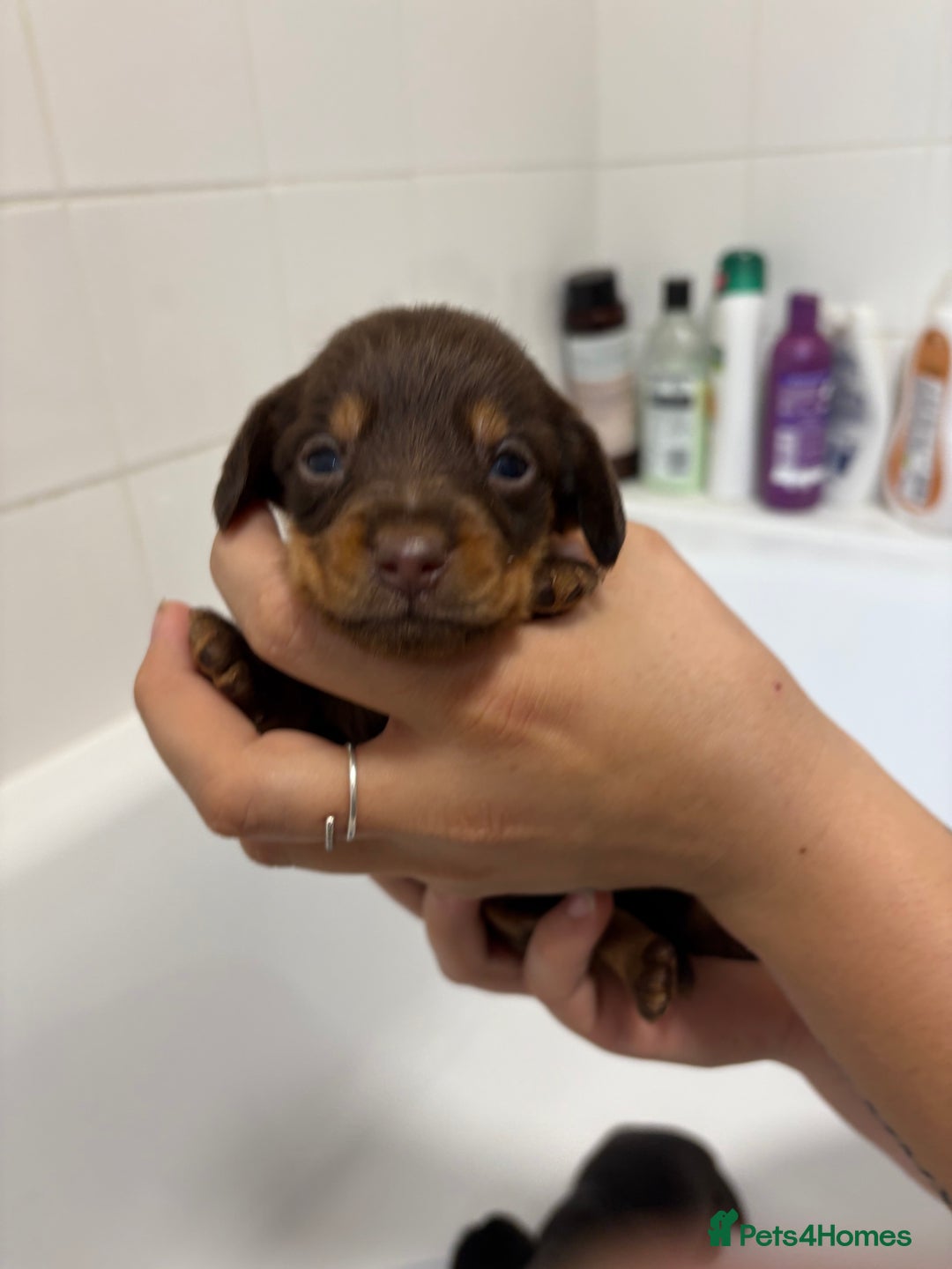Mixed Breed dogs for sale: Dorkie puppies - Image 15