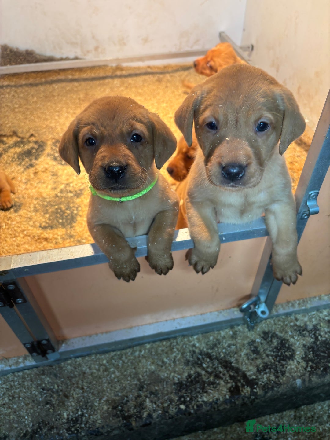 Labrador Retriever dogs for sale: KC Registered Litter of 9 fox red Labrador Puppies - Advert 18