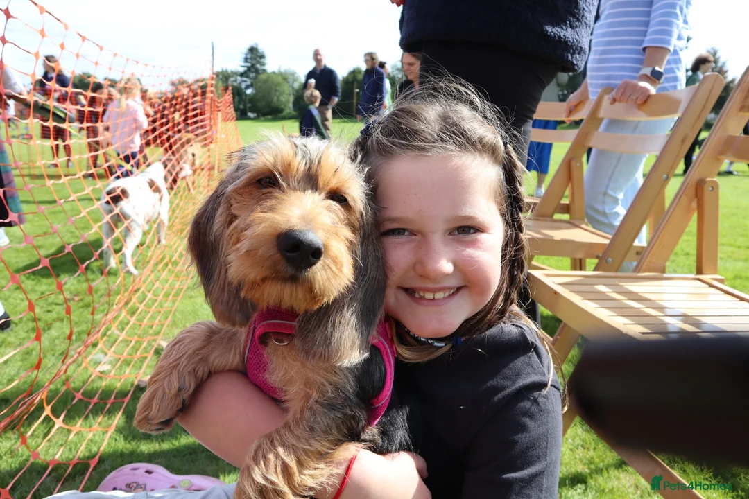 Dachshund dogs for sale: STANDARD WIREHAIRED DACHSHUND PUPPIES - Advert 30