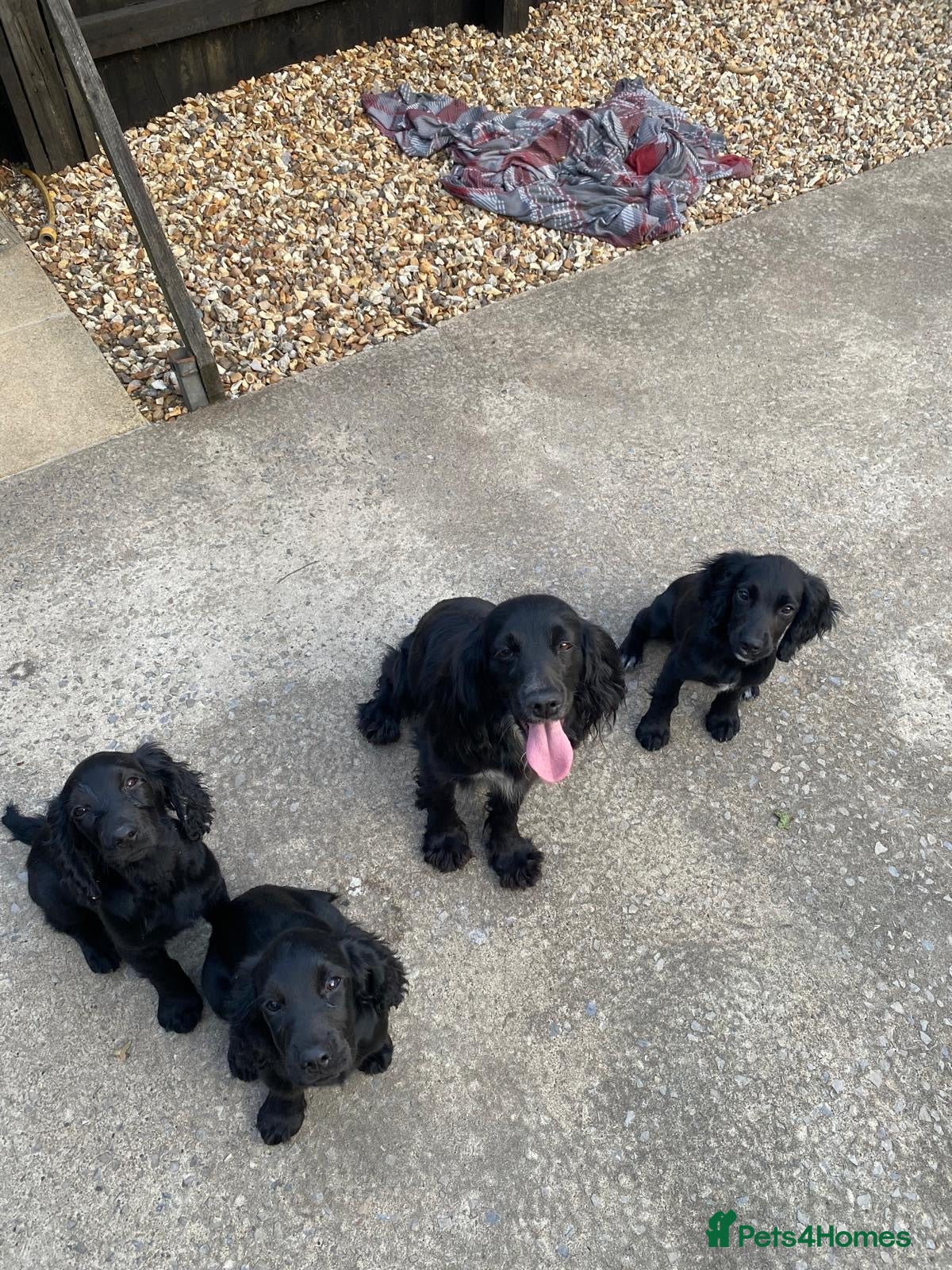 Cocker Spaniel dogs 3 cockers spaniels bitches - Advert 1