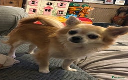 Chihuahua dogs for sale: Father and son chihuahuas  - Image 1