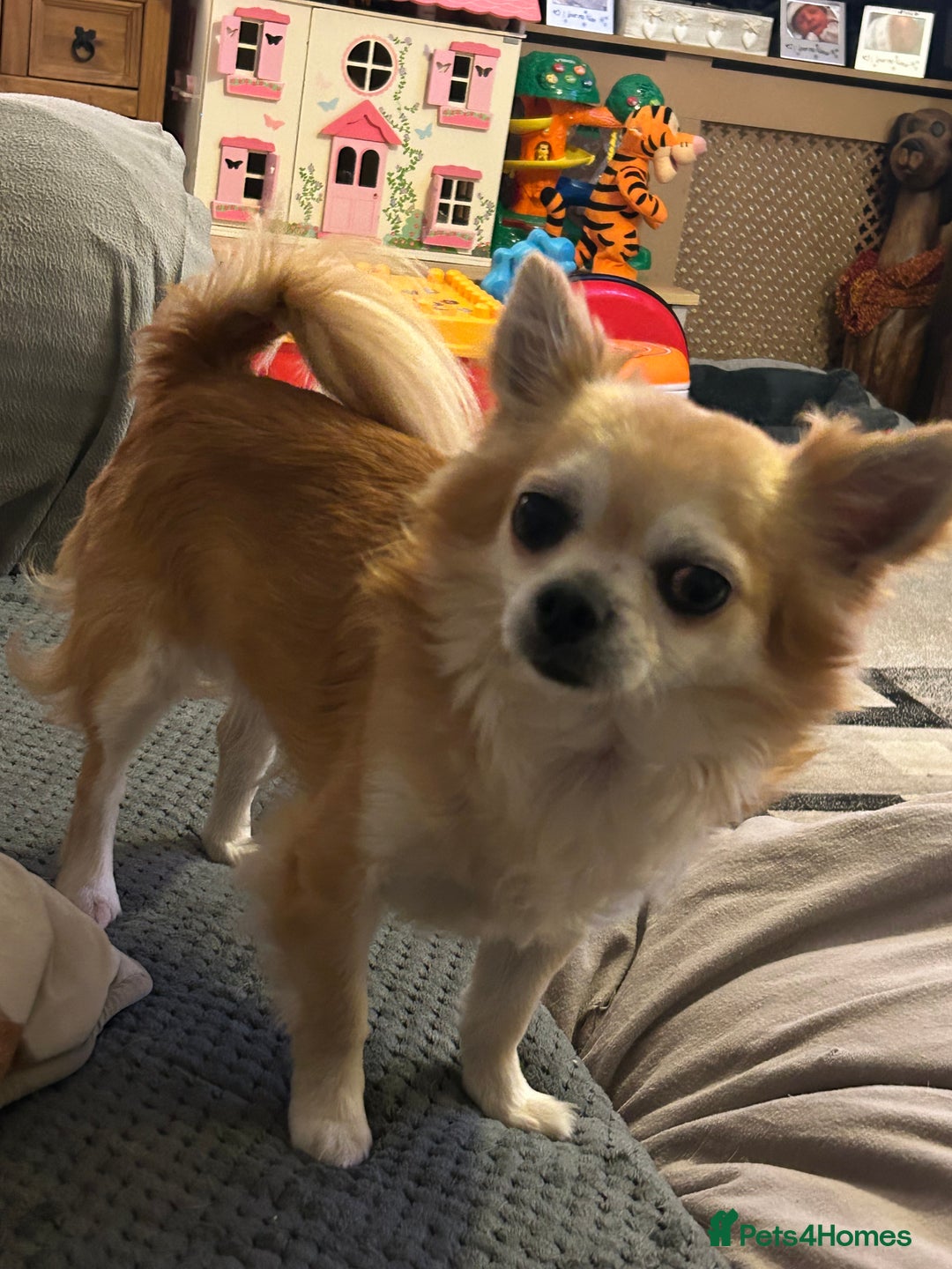 Chihuahua dogs for sale: Father and son chihuahuas  - Image 1