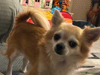 Chihuahua dogs for sale - Advert 1