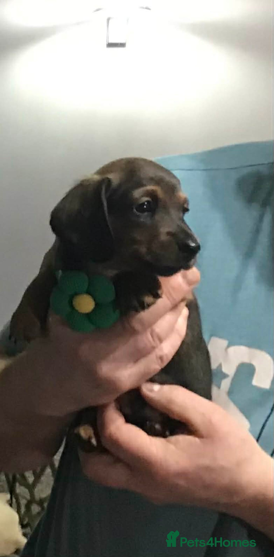 Miniature Dachshund dogs for sale: Stunning Minis - Advert 7