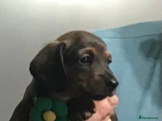 Miniature Dachshund dogs Stunning Minis - Advert 1