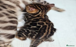 Bengal cats for sale: Gorgeous Pedigree Bengal Kittens  - Image 22