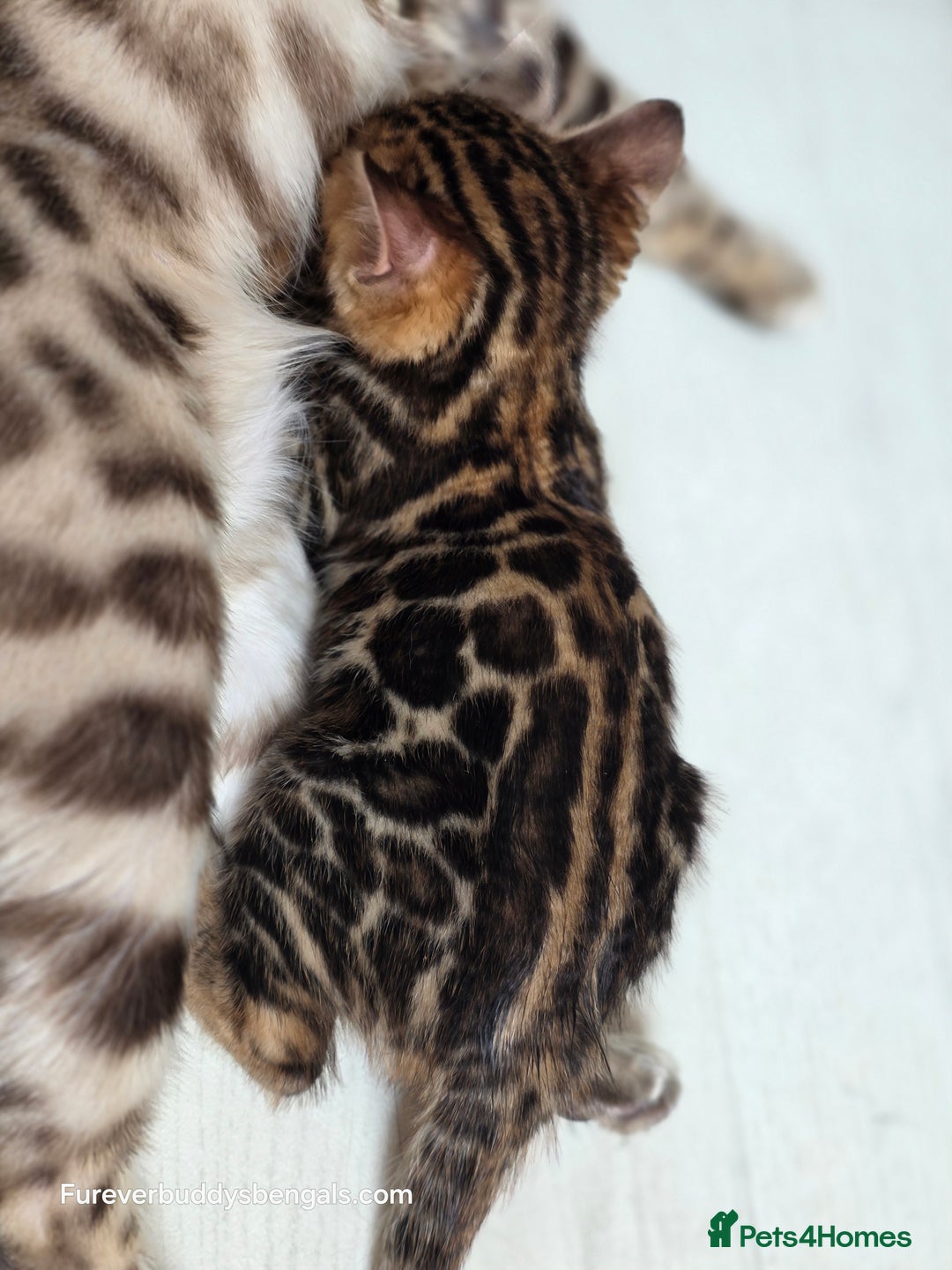 Bengal cats for sale: Gorgeous Pedigree Bengal Kittens  - Image 22