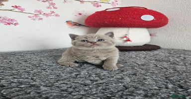 British Shorthair cats - Advert 10