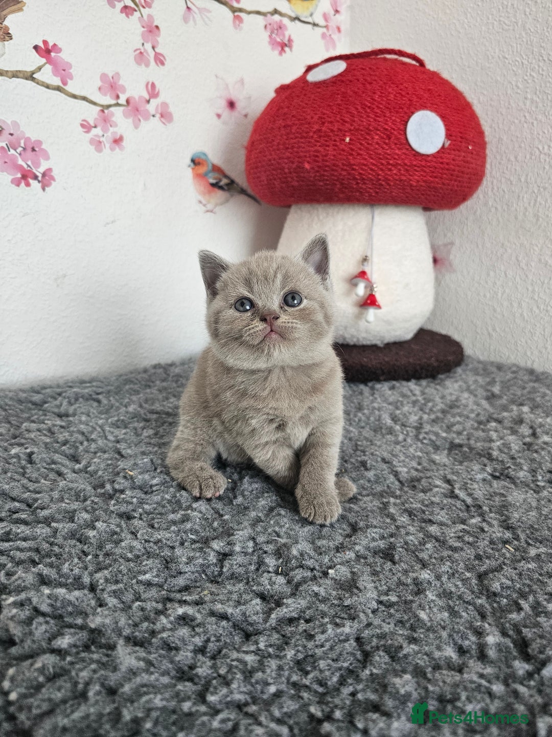 British Shorthair cats for sale: British Shorthair kittens  - Image 7