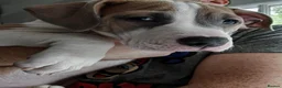 American Bulldog dogs for sale: Exceptional American Bulldog Puppies - Advert 8