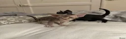 Devon Rex cats for sale: 2026 Devon Rex litters  - Advert 5
