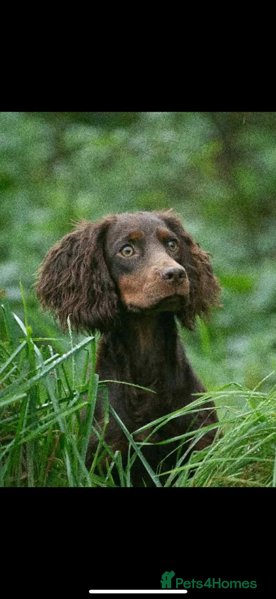 Mixed Breed dogs for sale: F1b Cocker Tzu Puppies - Advert 14