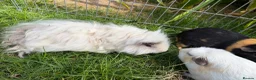 Guinea Pig rodents for sale: 3 boy guinea pigs  in Sheringham - Advert 6