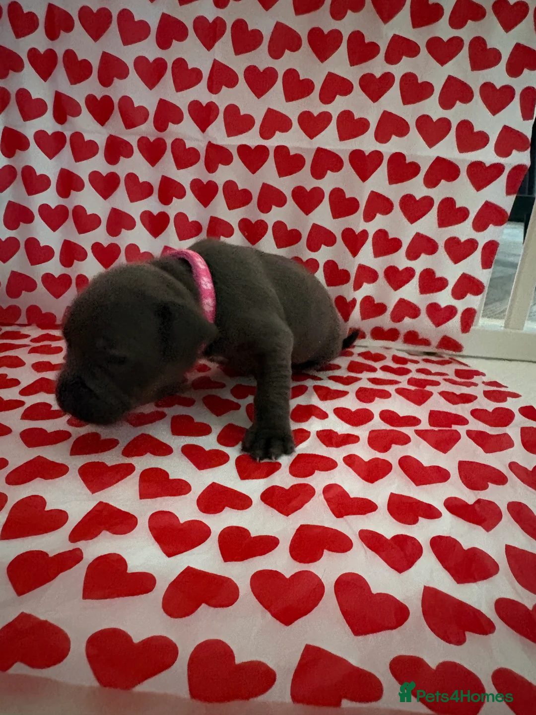 Staffordshire Bull Terrier dogs for sale: Blue staffy puppies, kent - Advert 16