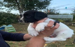 English Springer Spaniel dogs for sale: OFTAW Springer Spaniel Puppies fantastic pedigree - Image 5