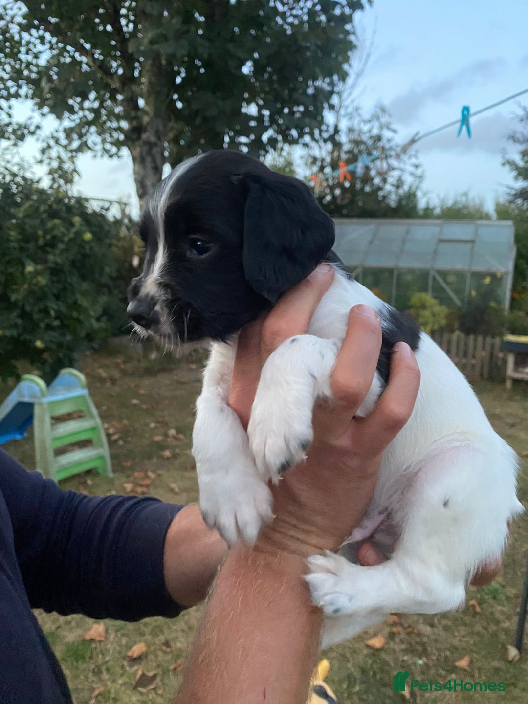 English Springer Spaniel dogs for sale: OFTAW Springer Spaniel Puppies fantastic pedigree - Image 5