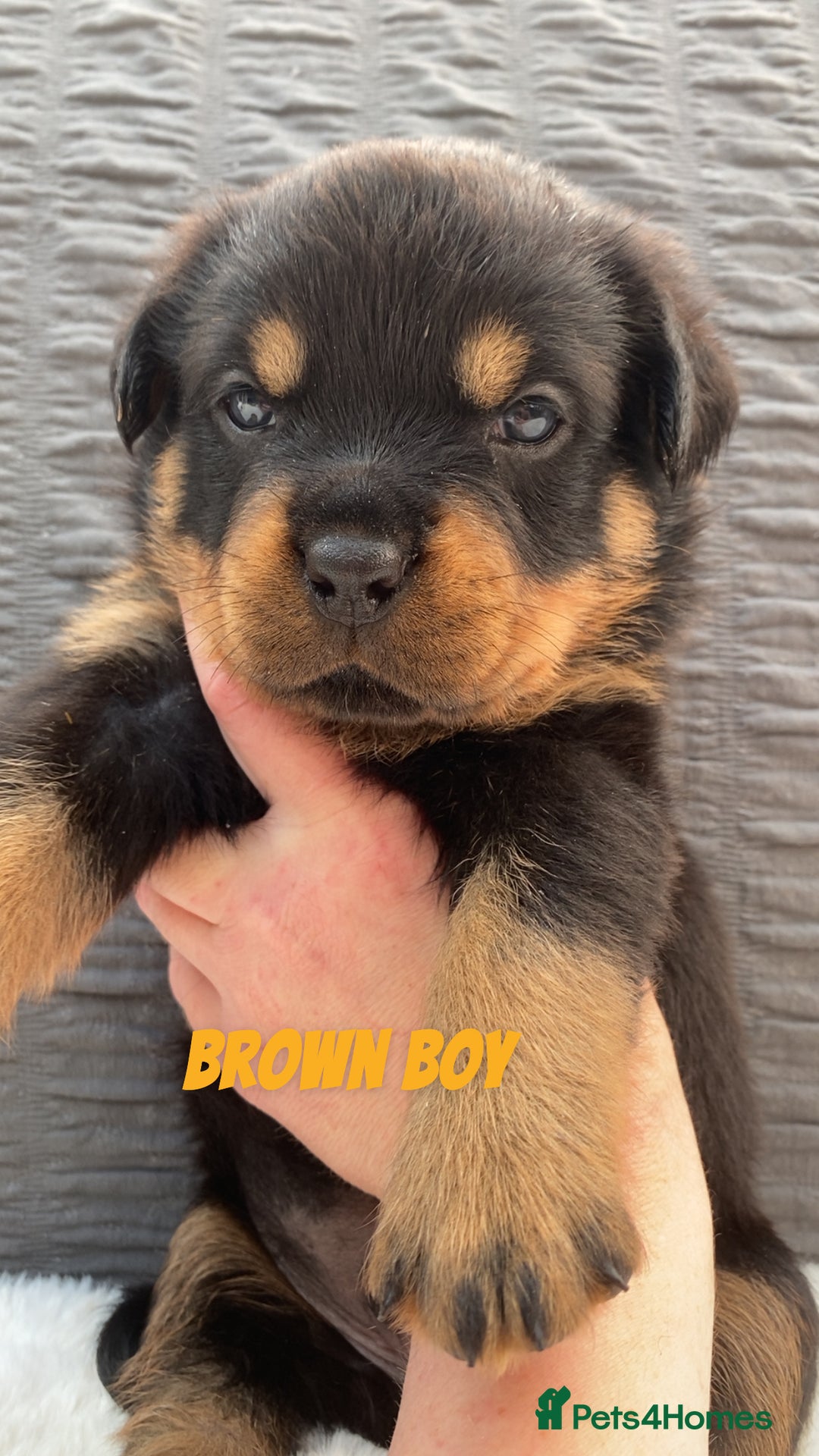Rottweiler dogs for sale: Beautiful KC Rottweiler puppies - Image 24