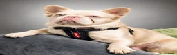 French Bulldog dogs for sale: KC REG AND FULL PEDIGREE FRENCH BULLDOGS - Advert 4
