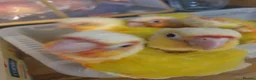 Conures birds for sale: hand reared baby suncheek conures  - Advert 9