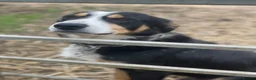 Huntaway dogs for sale: Huntaway x border collie pups  - Advert 30
