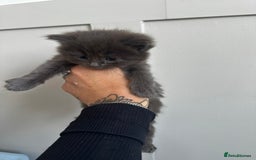 Mixed Breed cats for sale: Kittens  - Image 9