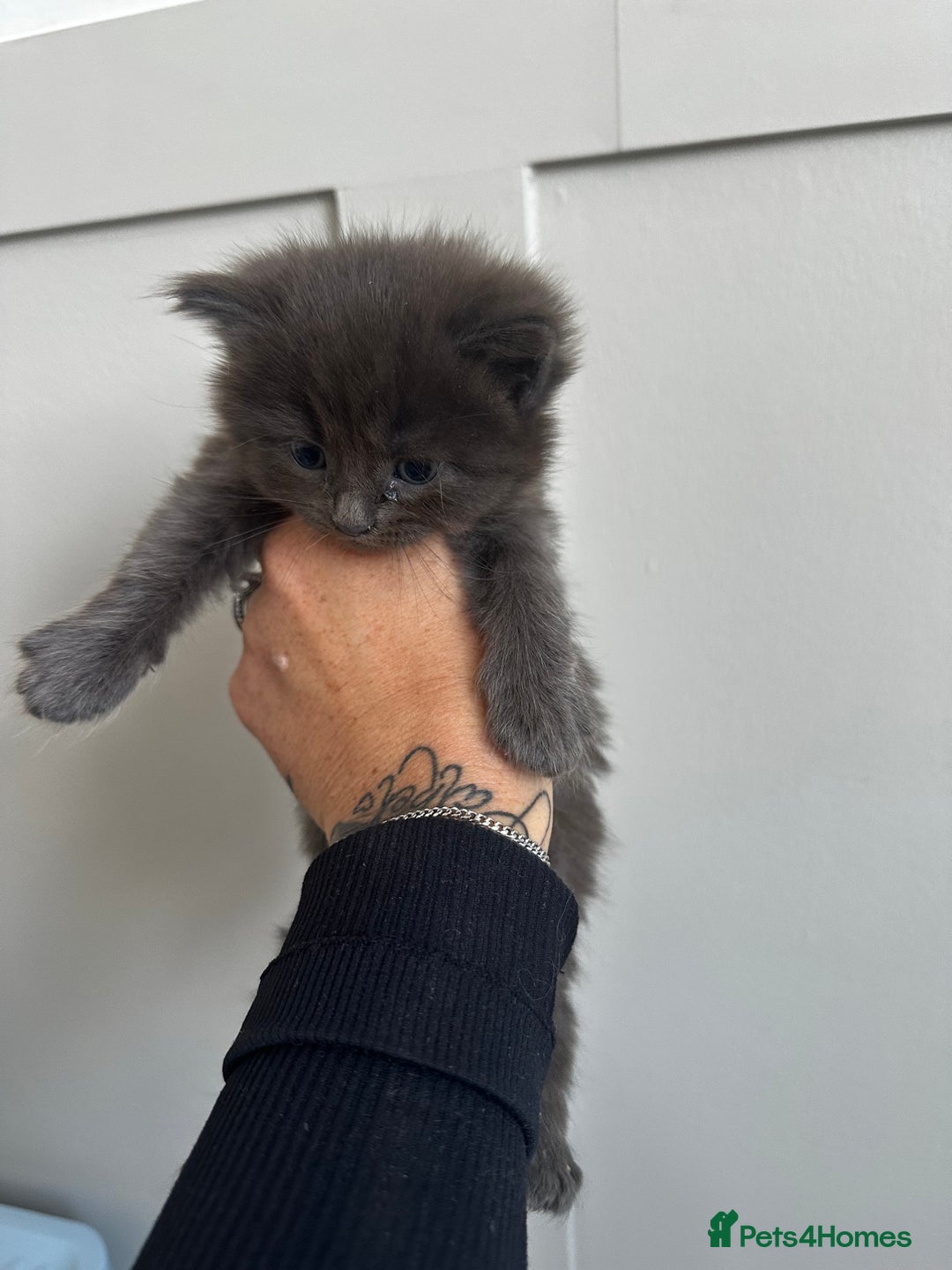 Mixed Breed cats for sale: Kittens  - Image 9
