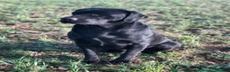 Labrador Retriever dogs for sale: KC reg Working Labrador puppies  - Advert 8
