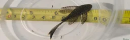 Plecos fish for sale: Albino bristlenose pleco - Advert 5