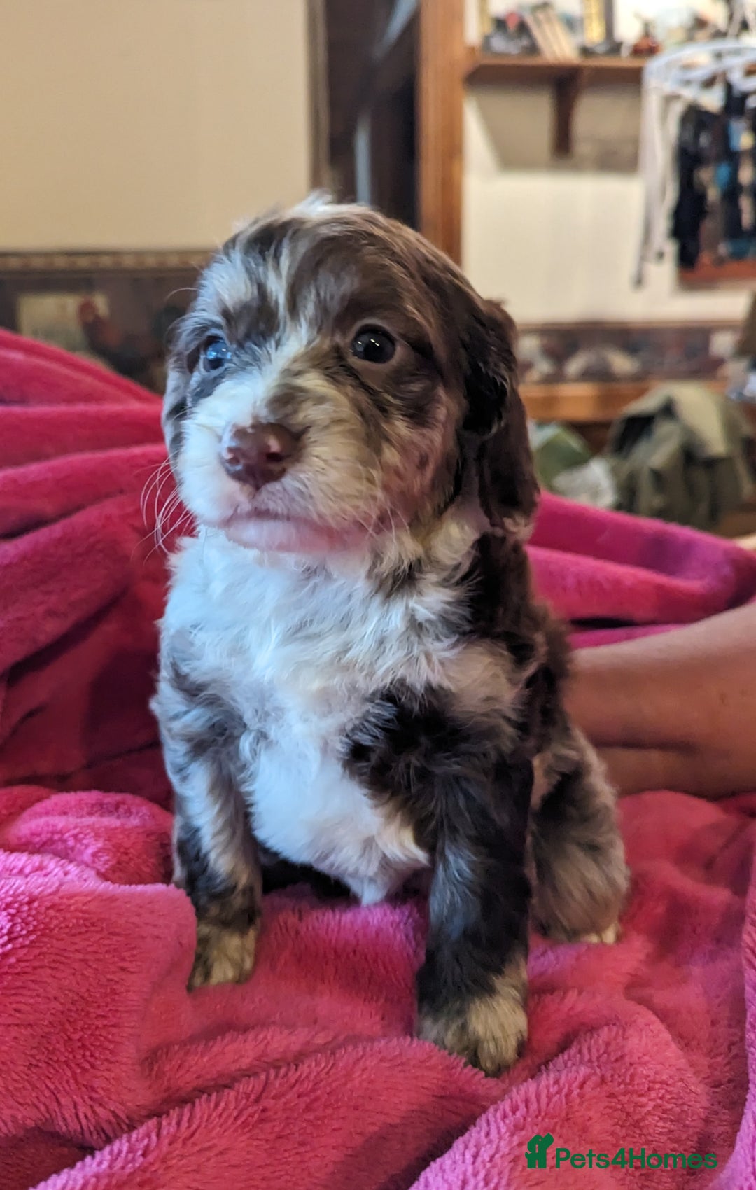 Miniature Poodle dogs for stud: Merle Miniature Poodle at Stud - Advert 9