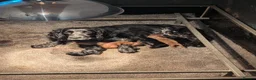 Cocker Spaniel dogs for sale: Cocker Spaniel puppies  - Advert 1