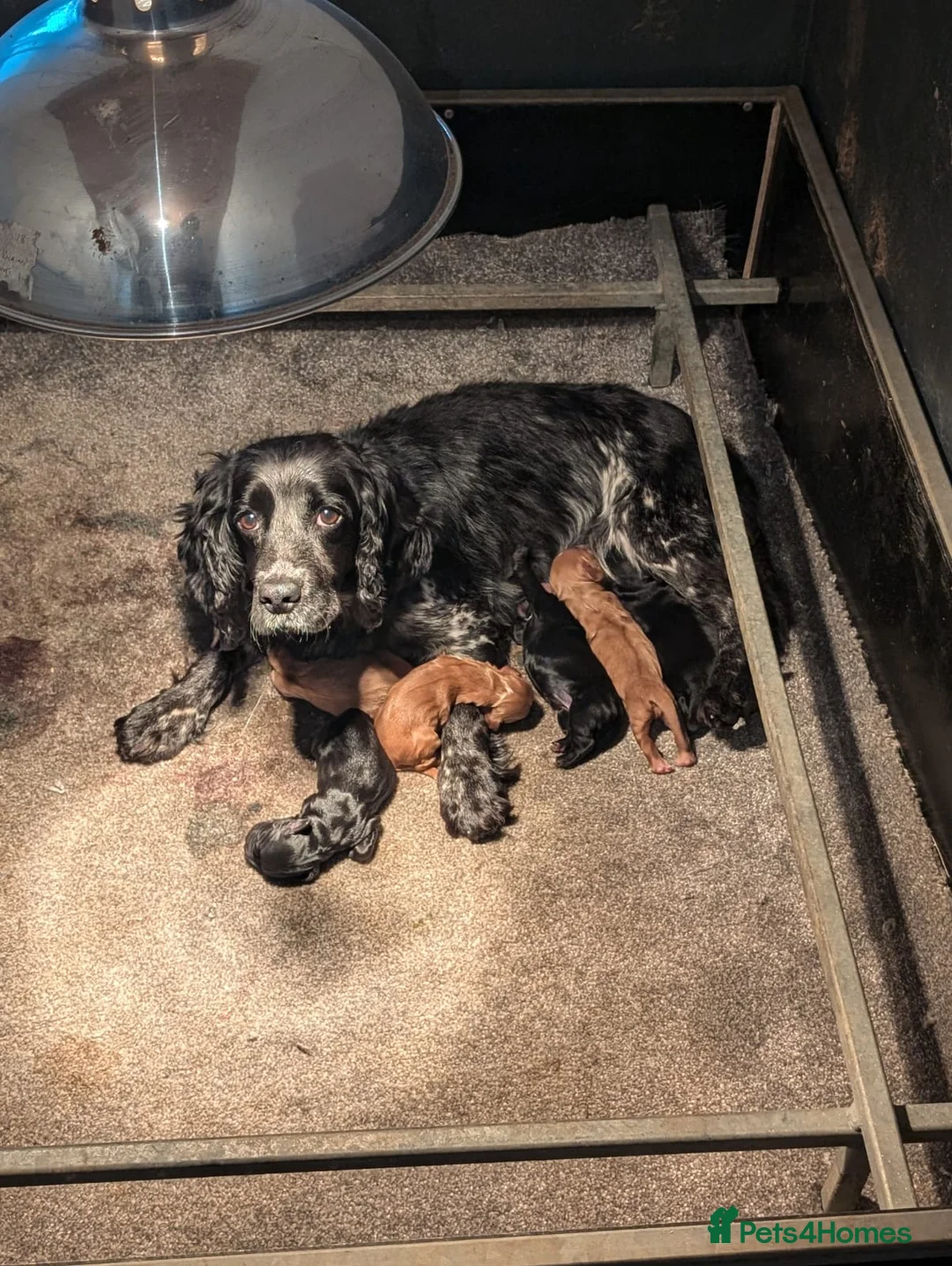 Cocker Spaniel dogs for sale: Cocker Spaniel puppies  - Advert 1