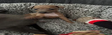 Italian Greyhound 2