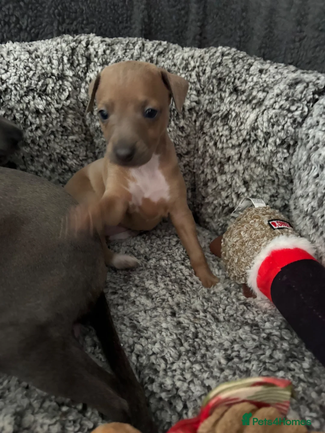 Italian Greyhound dogs for sale: Stunning Fawn Girl - Advert 12